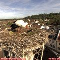 09_20-nest.jpg