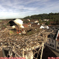 09_30-nest.jpg