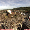09_35-nest.jpg