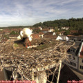 09_40-nest.jpg