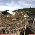 09_45-nest.jpg