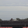 09_50-mast.jpg
