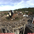 09_55-nest.jpg