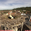 10_15-nest.jpg