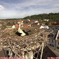 10_20-nest.jpg