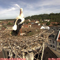 10_30-nest.jpg