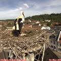 10_35-nest.jpg