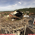 10_40-nest.jpg