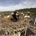 10_45-nest.jpg