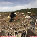 10_55-nest.jpg