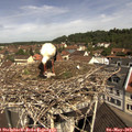 11_00-nest.jpg