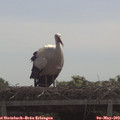 11_05-mast.jpg