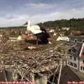 11_05-nest.jpg