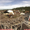 11_20-nest.jpg