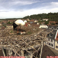 11_25-nest.jpg