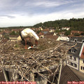 11_30-nest.jpg