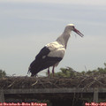 11_35-mast.jpg