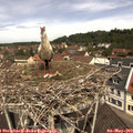 11_35-nest.jpg