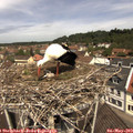 11_45-nest.jpg
