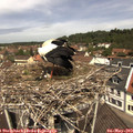 11_50-nest.jpg