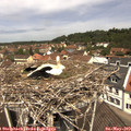 12_00-nest.jpg