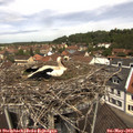 12_05-nest.jpg