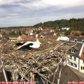 12_15-nest.jpg