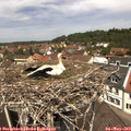 12_20-nest.jpg