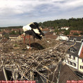 12_30-nest.jpg