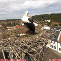 12_45-nest.jpg