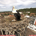 12_50-nest.jpg