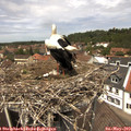 12_55-nest.jpg