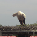 13_00-mast.jpg