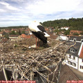 13_00-nest.jpg