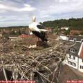 13_05-nest.jpg