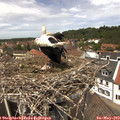 13_10-nest.jpg