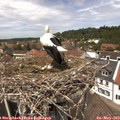 13_15-nest.jpg