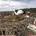 13_20-nest.jpg