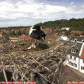 13_25-nest.jpg