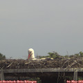 13_30-mast.jpg