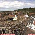 13_30-nest.jpg