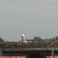 13_45-mast.jpg