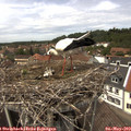13_50-nest.jpg
