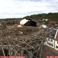 13_55-nest.jpg
