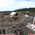 14_00-nest.jpg