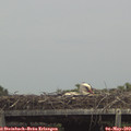 14_05-mast.jpg