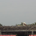 14_10-mast.jpg