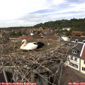14_10-nest.jpg