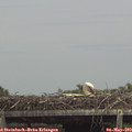 14_15-mast.jpg