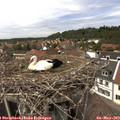14_15-nest.jpg